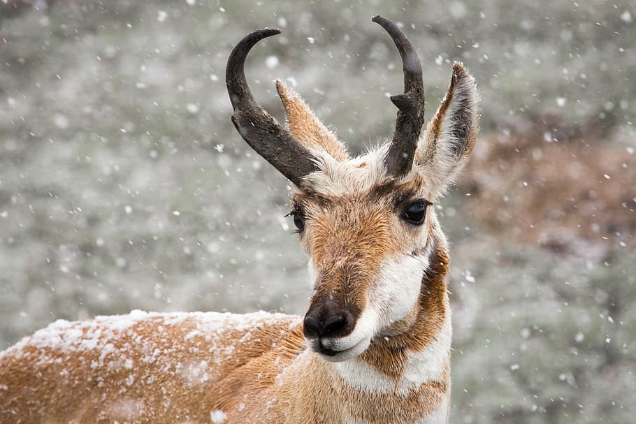 shallow focus photography of brown deer, pronghorn, portrait, HD wallpaper