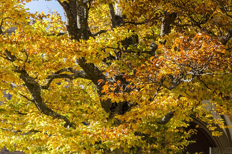 autumn, autumn colours, leaves, nature, golden autumn, autumn mood, HD wallpaper