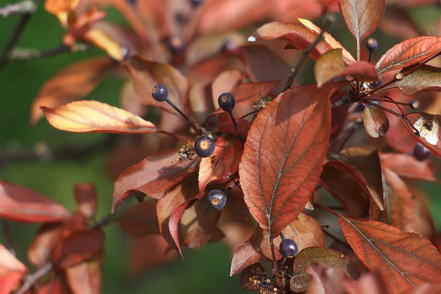 Tree, Color, Nature, Berry, Garden, plant, season, natural HD wallpaper