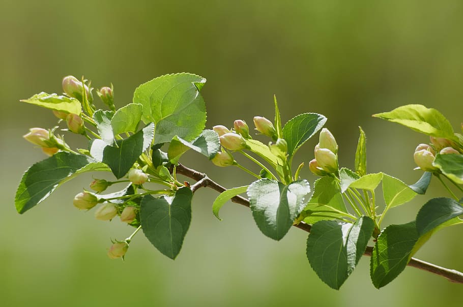 tree, spring, bloom, fruit, branch, leaf, plant part, growth HD wallpaper