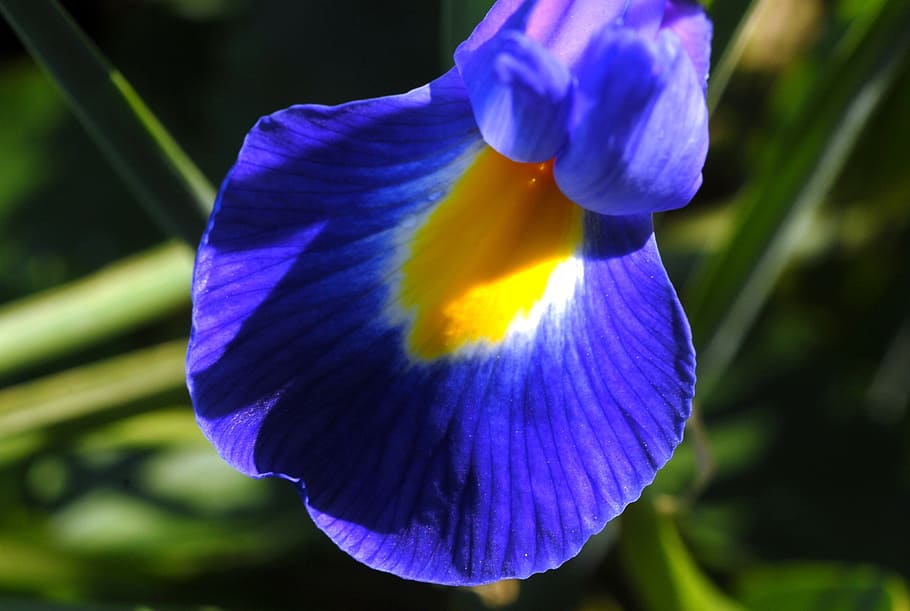 flora, flower, garden, spring, blue, yellow, flowering plant HD wallpaper