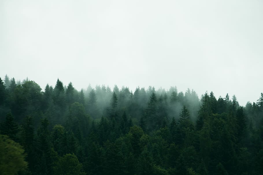 green trees under white sky during daytime, green pine trees under white clouds HD wallpaper