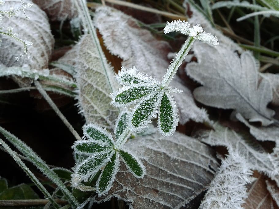 close-up photo of frost covered plant, hoarfrost, cold, winter HD wallpaper