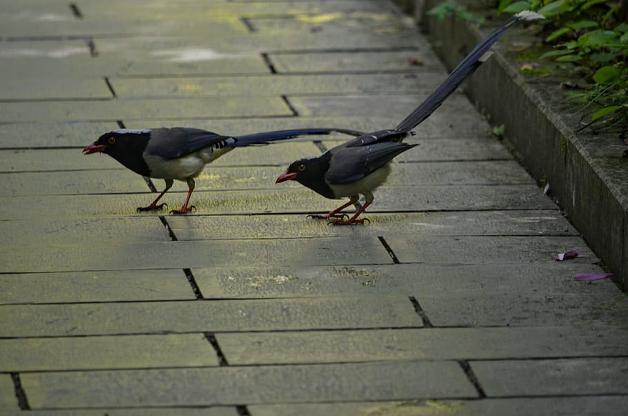 birds, black, para, animal themes, vertebrate, group of animals HD wallpaper