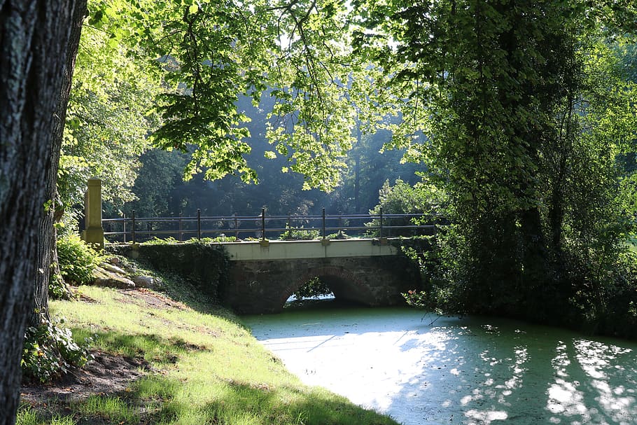 glade, forest, sunbeam, bridge, tree, plant, water, nature HD wallpaper