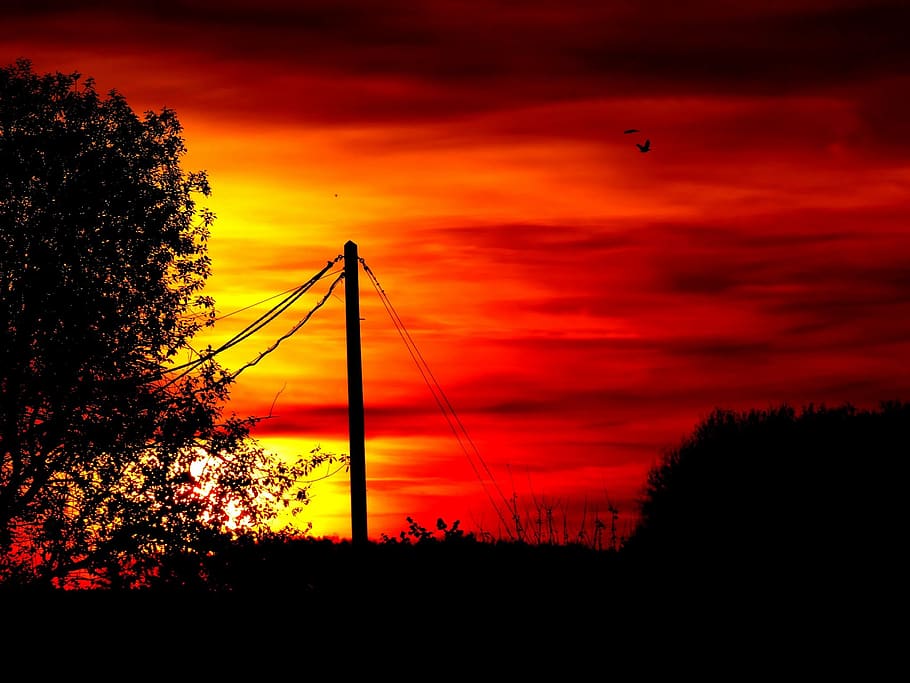 afterglow, sunset, tree, silhouette, sky, cloud - sky, plant HD wallpaper