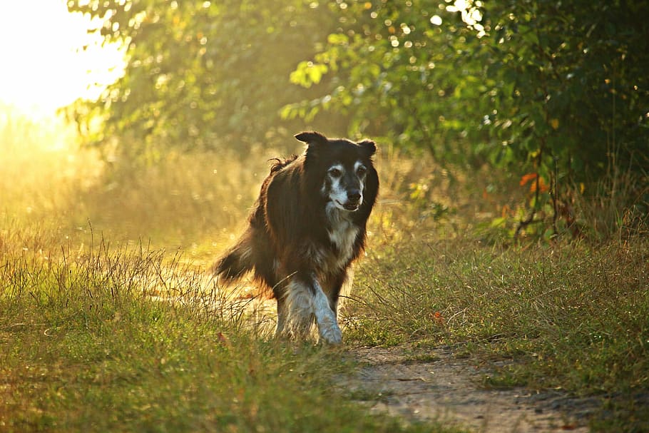 selective focus photography of black dog walking on pathway HD wallpaper