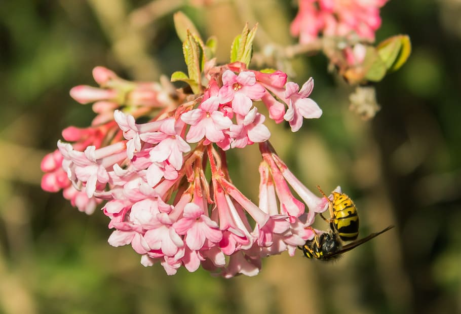 Wasp, Flower, Garden, Close, Insect, purple, blossom, bloom HD wallpaper