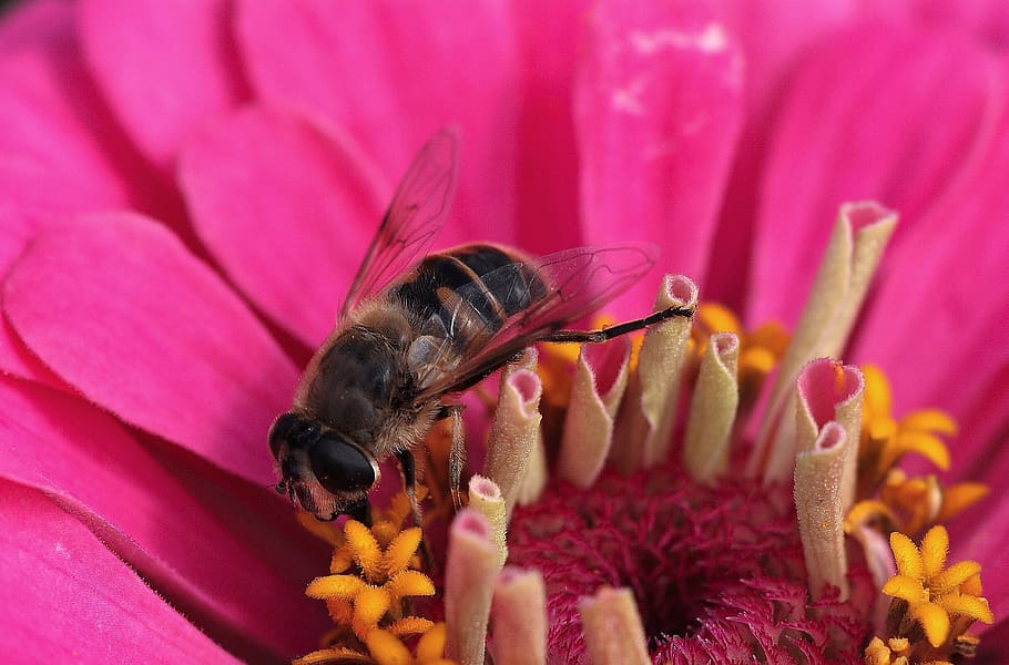 blossom, bloom, nectar, bee, close, insect, flower, pollen HD wallpaper