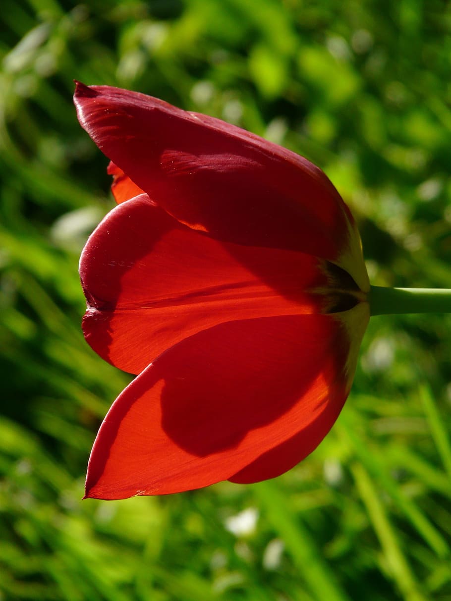 tulips, red, yellow, back light, beautiful, tulpenbluete, flowers HD wallpaper