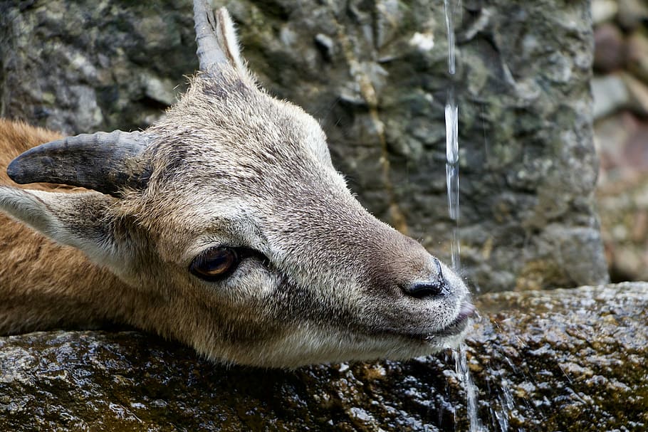 nature, animals, billy goat, drinking, water, one animal, animal themes HD wallpaper