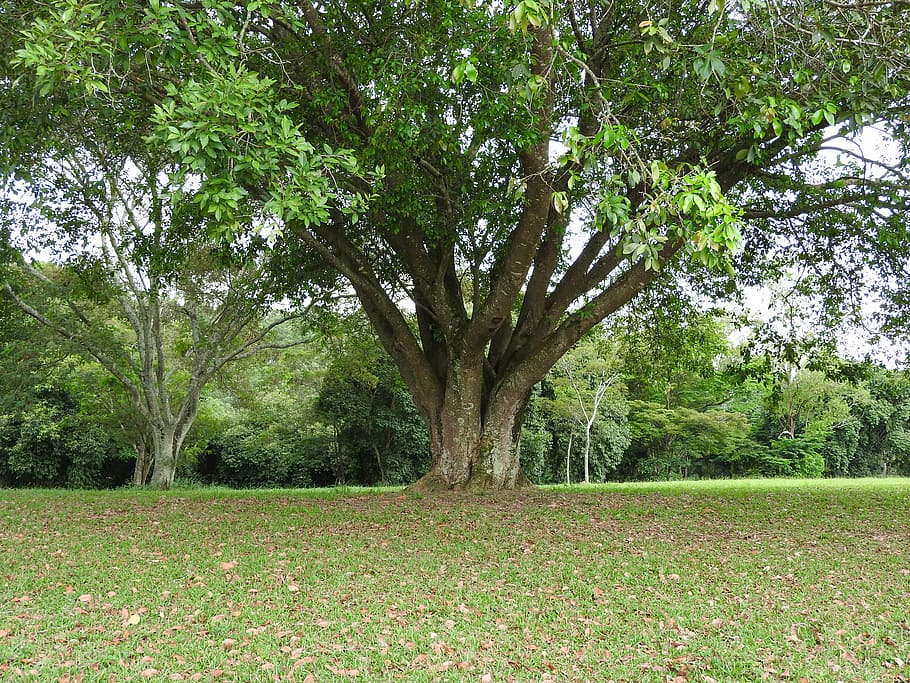 tree, garden, nature, plant, green color, grass, growth, tranquility HD wallpaper