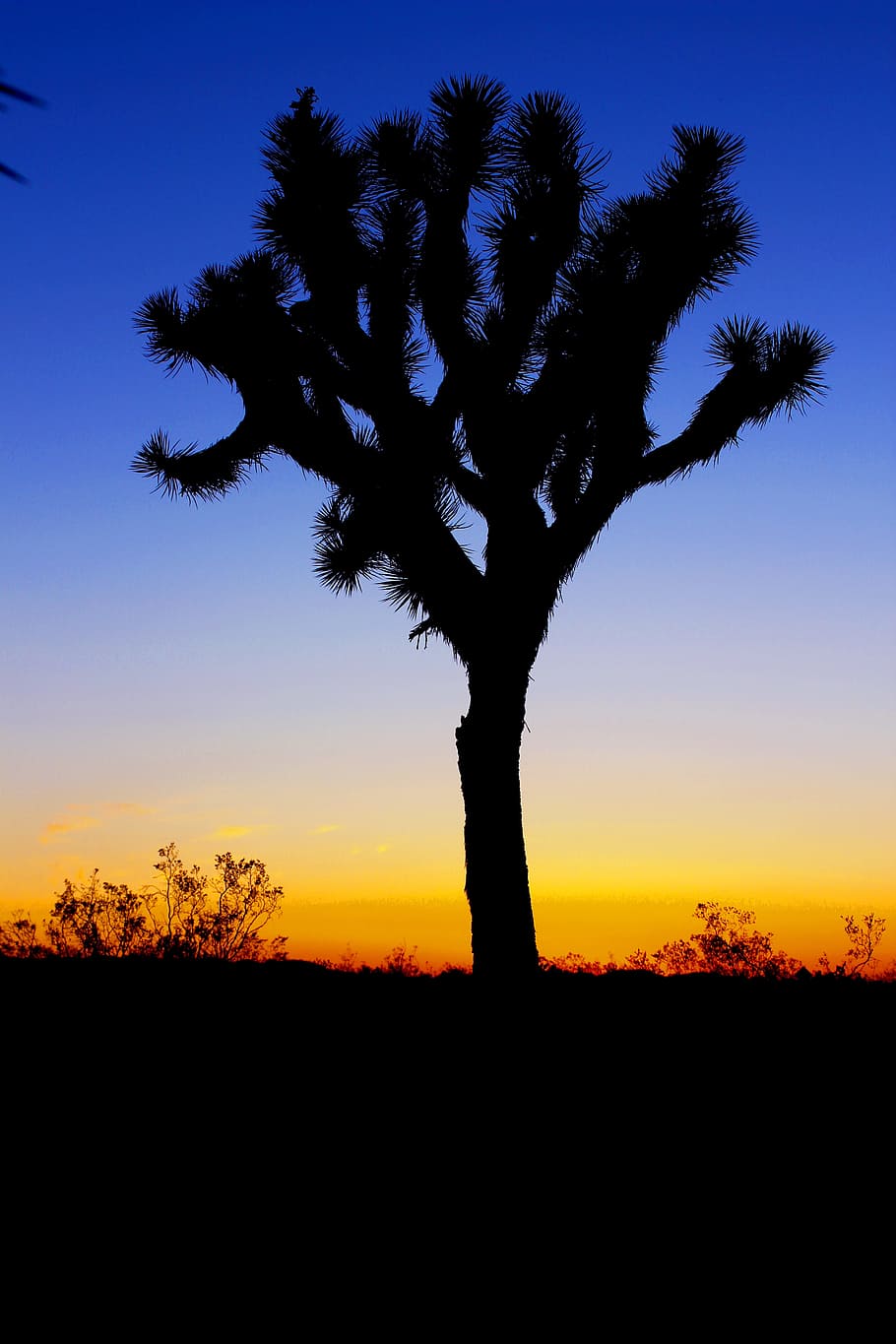 plant, tree, nature, environment, summer, growth, outdoor, flora HD wallpaper