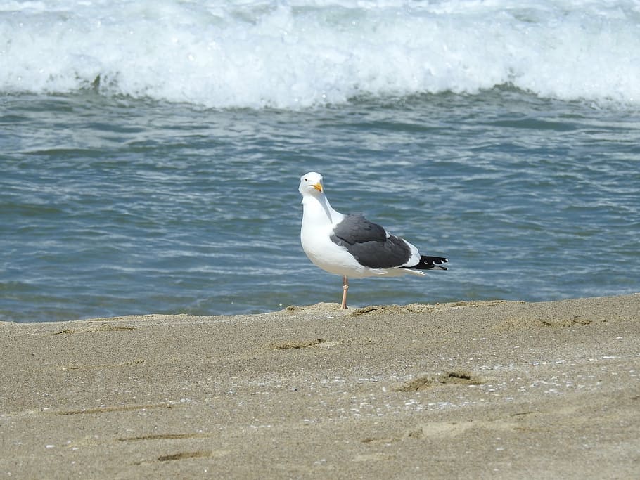 seagull, wave, coast, bird, seabird, nature, animal, beach HD wallpaper