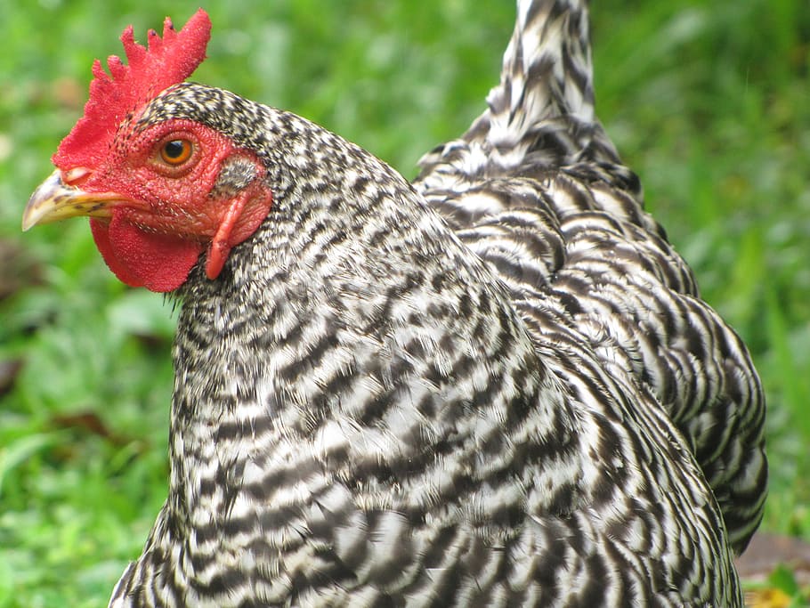 photo of grey and black chicken on green grass field, bird HD wallpaper