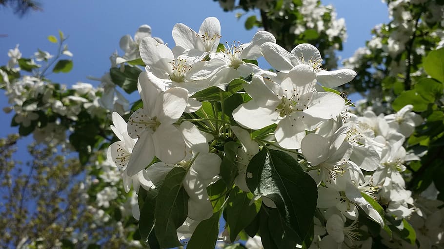 spring, flowers, bright, flower tree, nature, landscape, flowering plant HD wallpaper