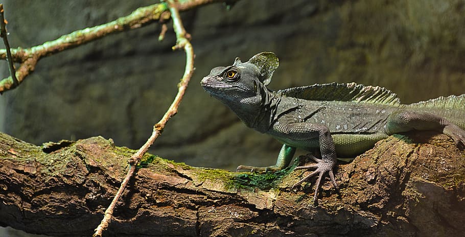 lizard, zoo, colored, reptile, animal, animal themes, animal wildlife HD wallpaper