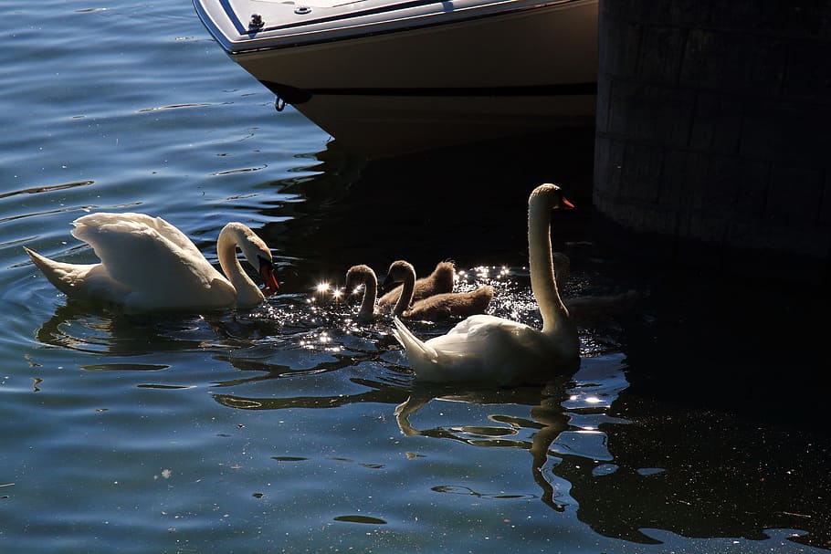 swan, nature, water bird, beautiful swans, baby swan, bank, HD wallpaper