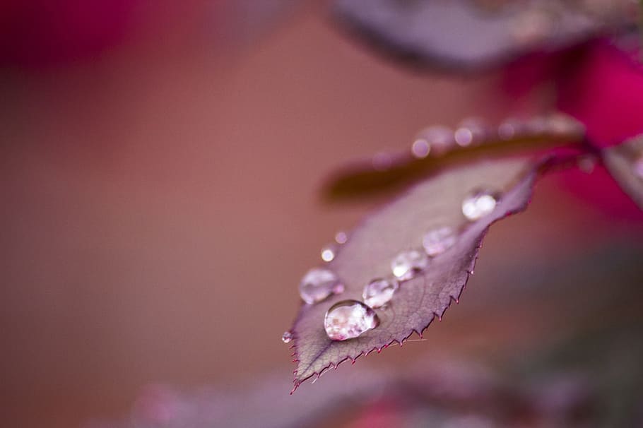 selective focus photo of water dew on leaf, raindrops, plant HD wallpaper