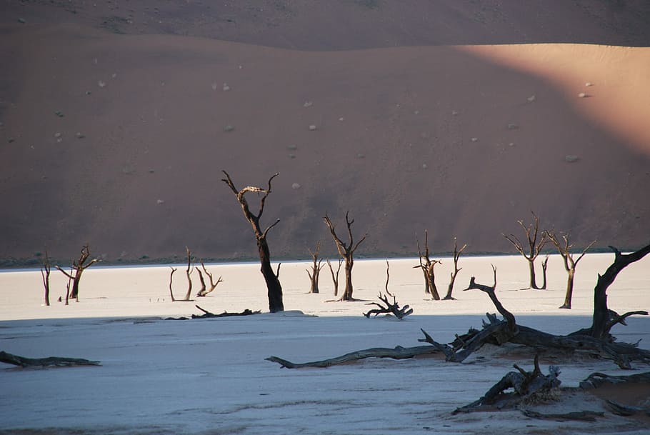Desert, Forest, Tree, Nature, Dune, etosha national park, namibia HD wallpaper
