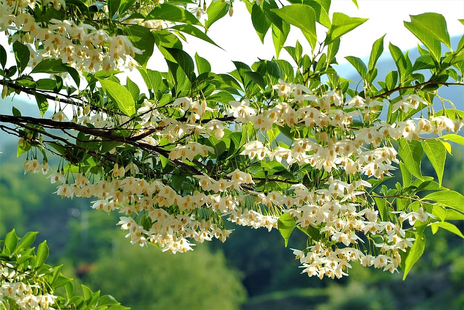 flowers, the storax tree, spring, plant, growth, beauty in nature HD wallpaper