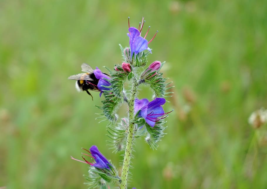 Hummel, Pollen, Pollination, Close, insect, meadow, flower HD wallpaper