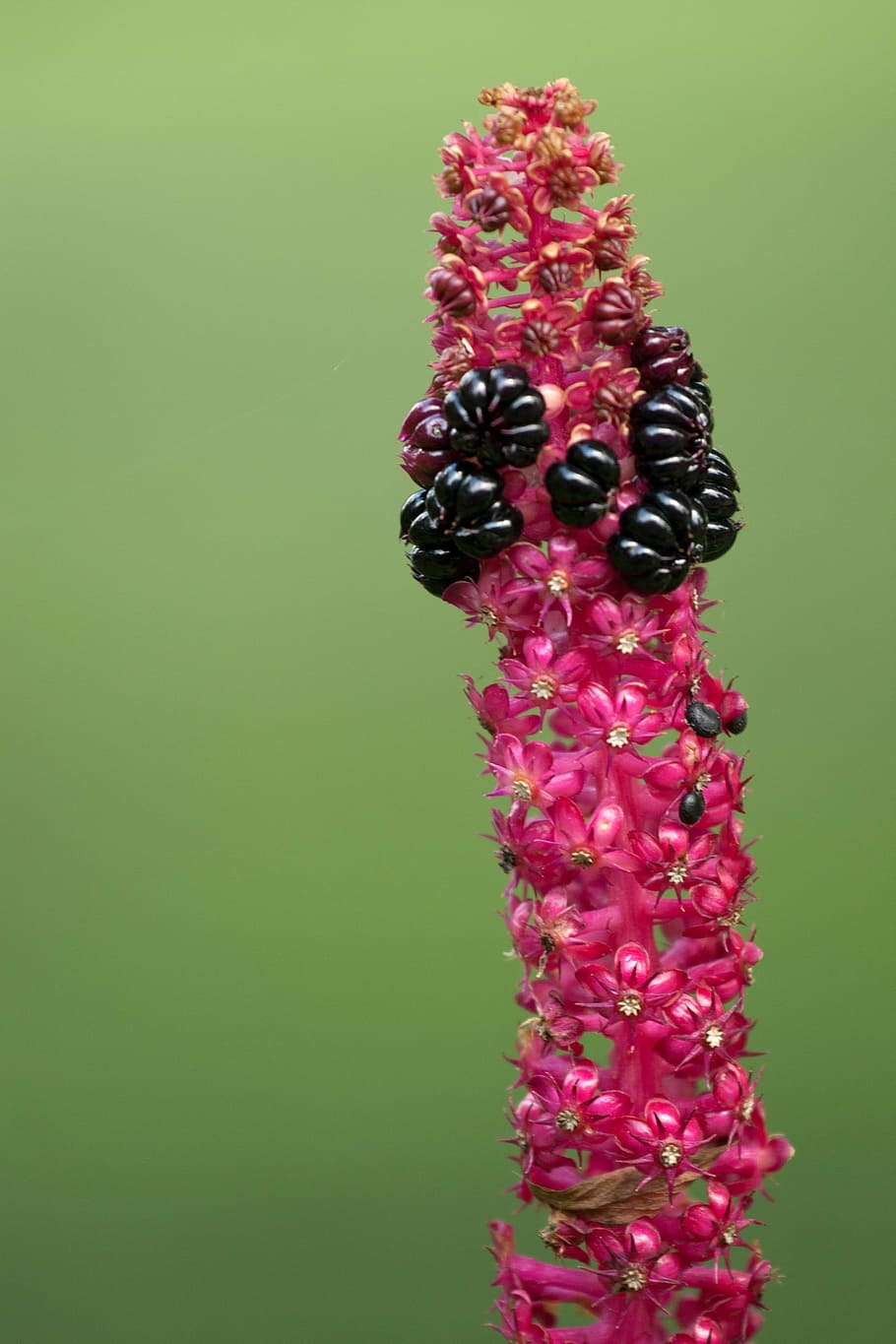 flower, macro, fruit, plant, nature, close-up, colored background HD wallpaper