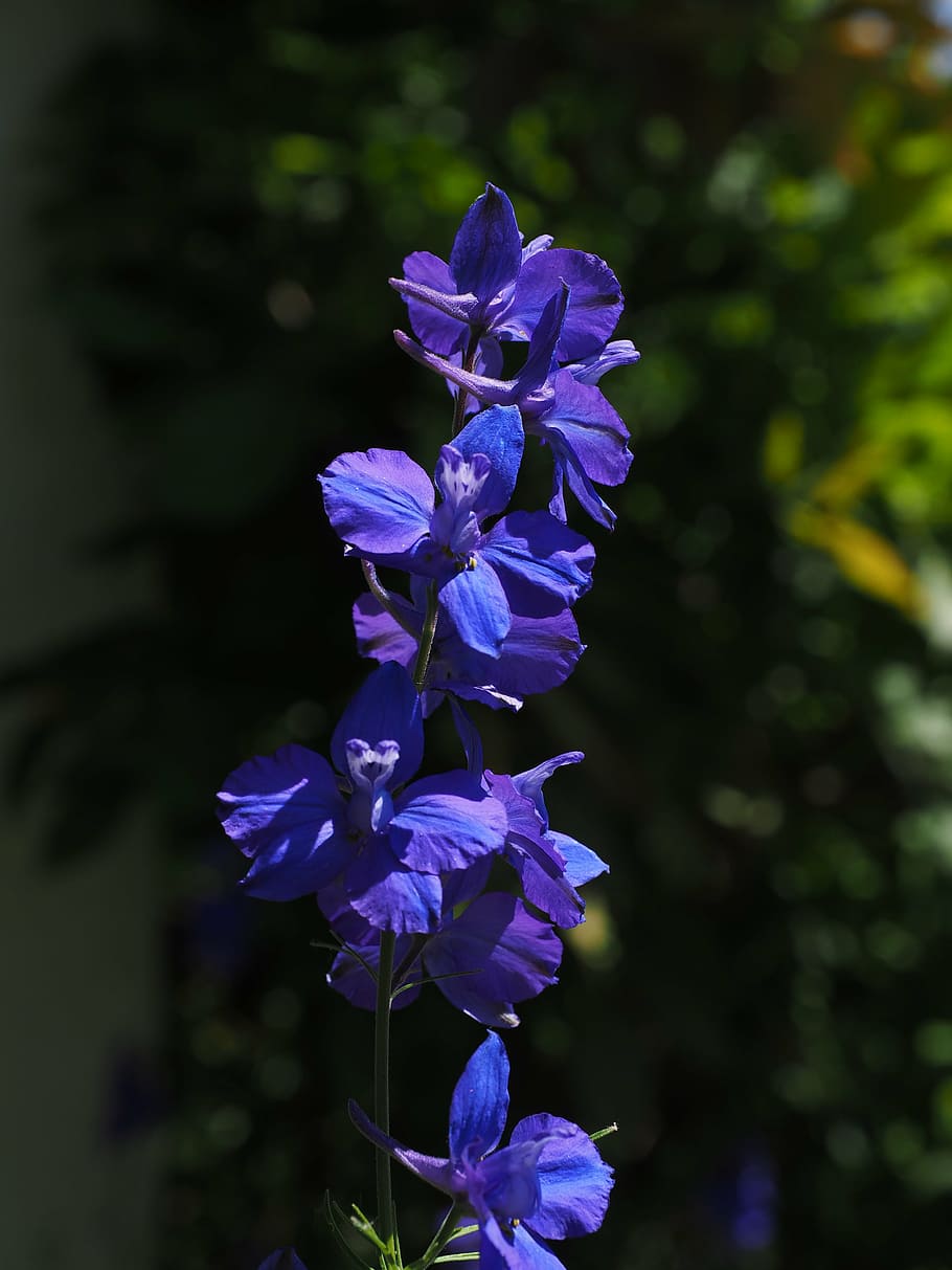 flower, blossom, bloom, blue, high larkspur, delphinium elatum, HD wallpaper