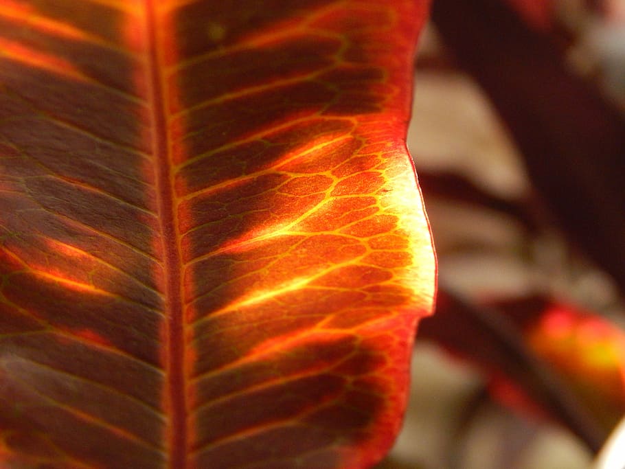 Red Leaf, Autumn, Leaf, trasluz, no people, nature, freshness HD wallpaper
