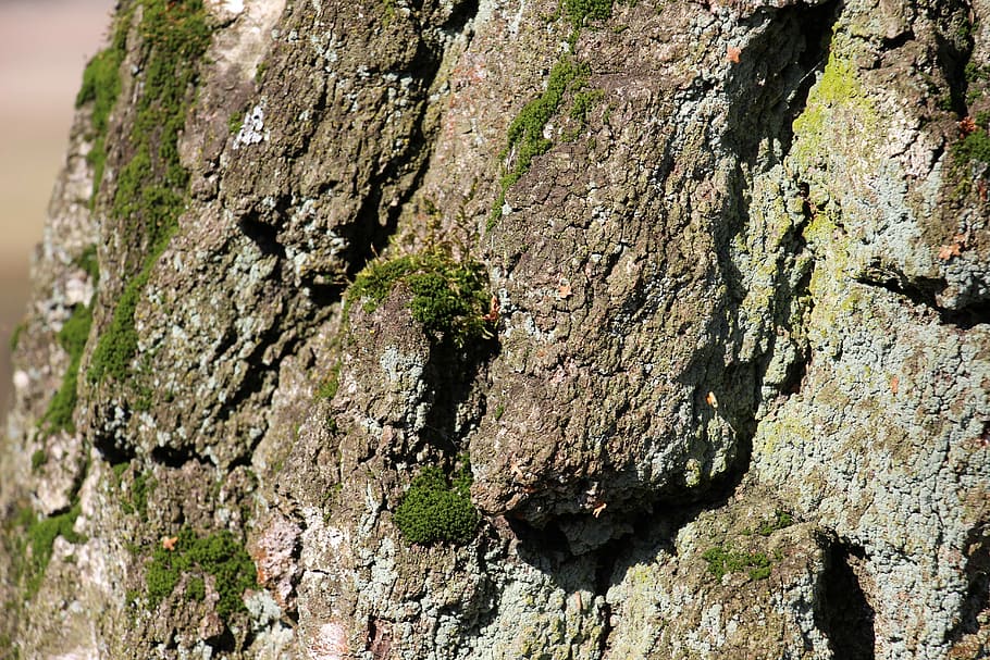 tree, bark, log, structure, textured, tree trunk, plant, close-up HD wallpaper