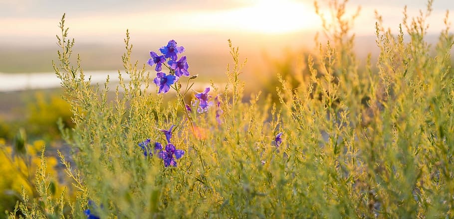purple petaled flowers during golden hour, spring, sun, plant HD wallpaper