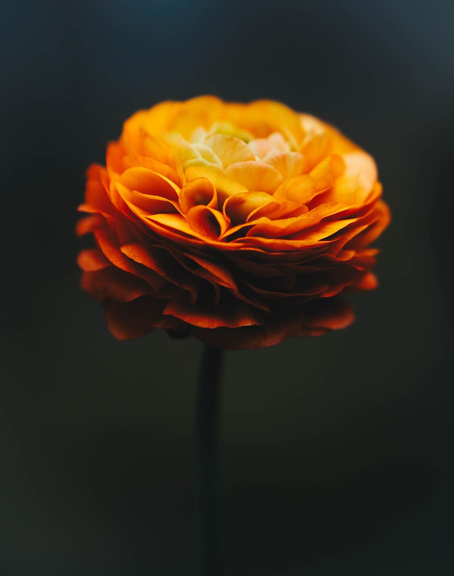orange flower, nature, petal, plant, close-up, flower Head, beauty In Nature HD wallpaper