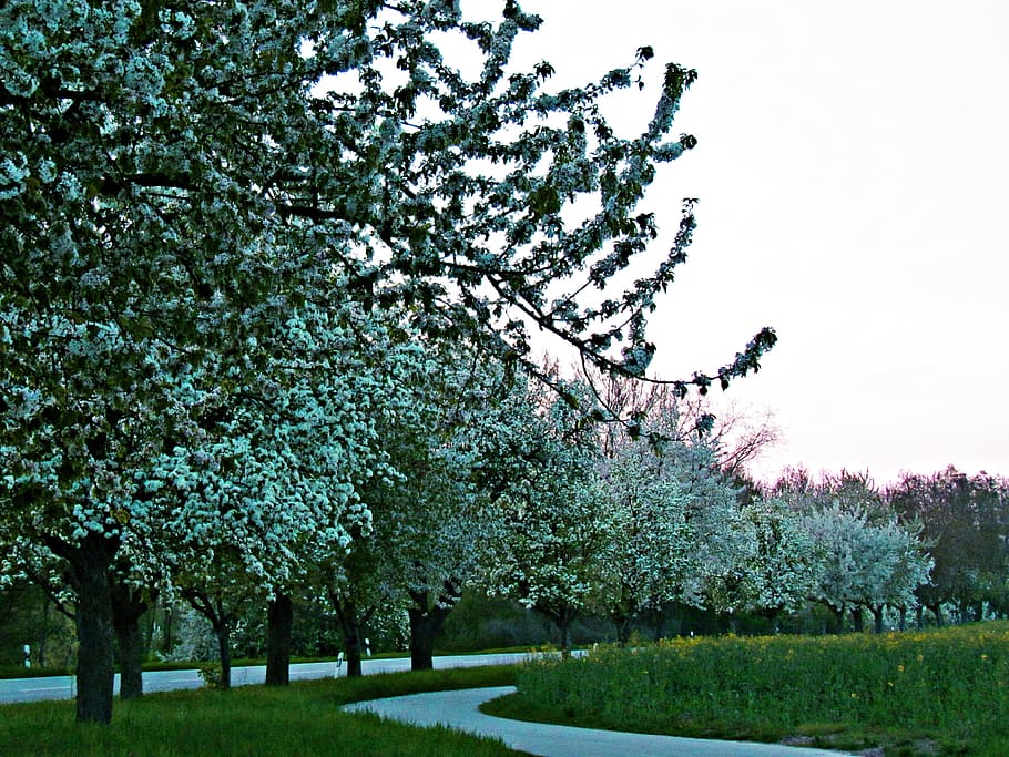 spring, tree, nature, green, forest, plant, sky, way, alley HD wallpaper