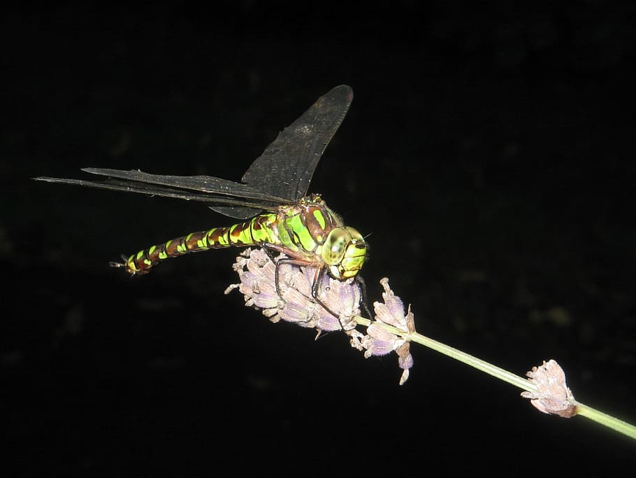 dragonfly, insect, wing, animal, animal themes, one animal HD wallpaper