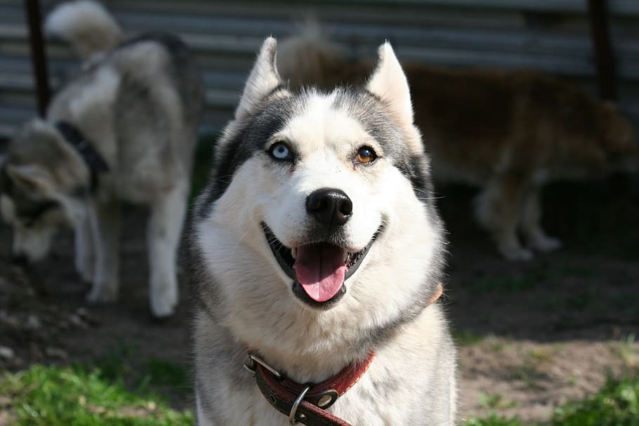 different eyes, husky, animals, one animal, animal themes, mammal HD wallpaper