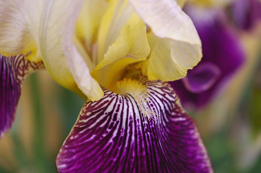 iris, lily, grain, violet, purple, yellow, blossom, bloom, close HD wallpaper