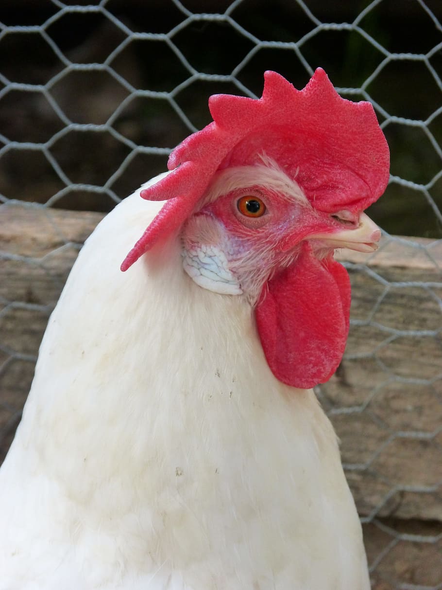 hen, chicken, poultry, crest, bird, animal themes, domestic animals HD wallpaper