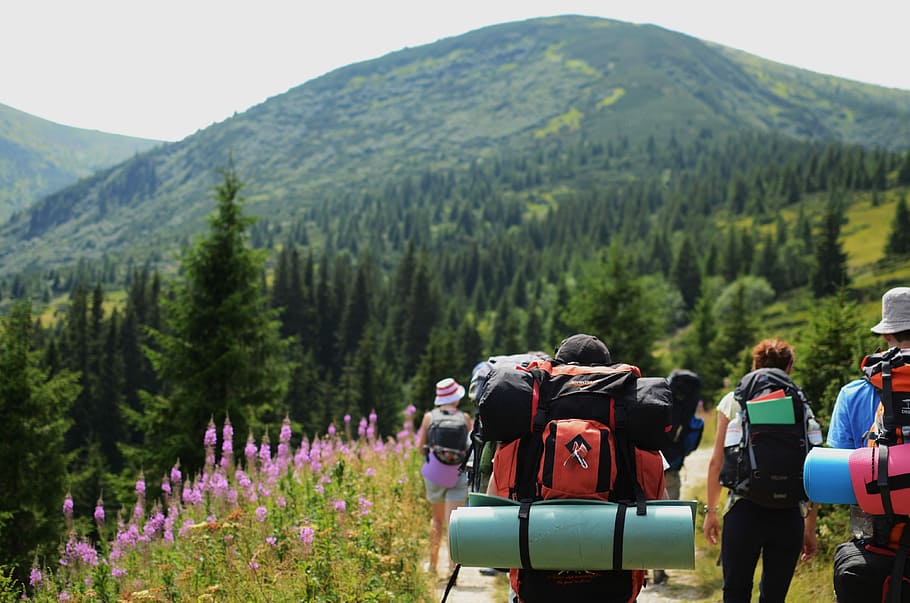 group of person hiking on mountain, hiker, backpack, hill, forest HD wallpaper