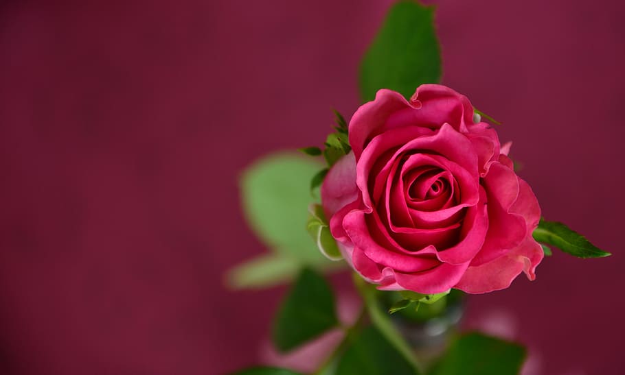 shallow focus of red rose, invitation, coupon, pink, love, celebration, HD wallpaper