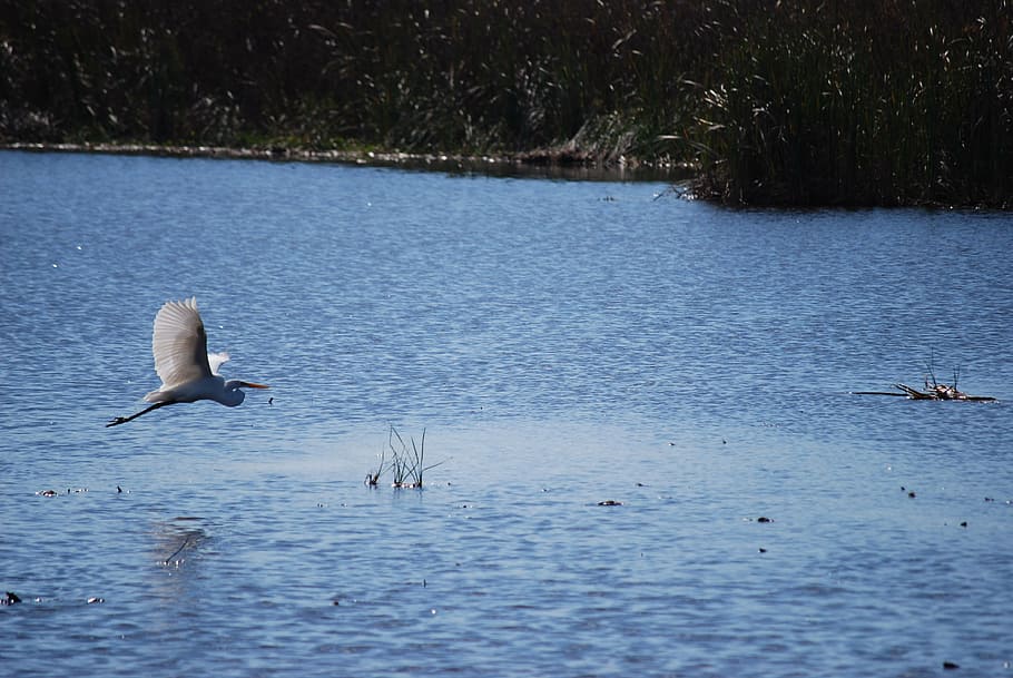 bird, lake, nature, wildlife, animal, water, animal wildlife HD wallpaper