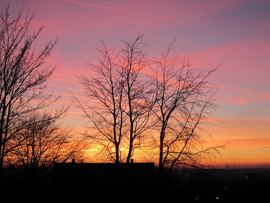 sunset, trees, evening, evening sun, romantic, golden, silhouette HD wallpaper