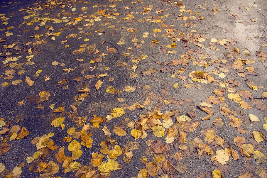 Leaves, Fall, Autumn, day, full frame, yellow, nature, no people HD wallpaper
