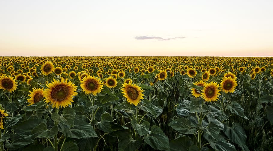 bed of Sunflowers, field, evening, nature, agriculture, yellow HD wallpaper