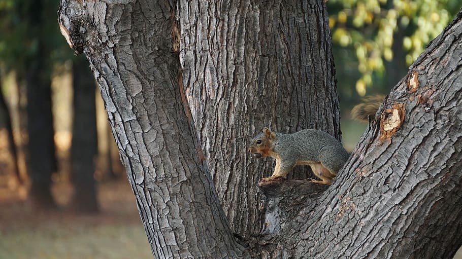 Animal, Squirrel, Tree, Nature, Beast, tree trunk, one animal HD wallpaper