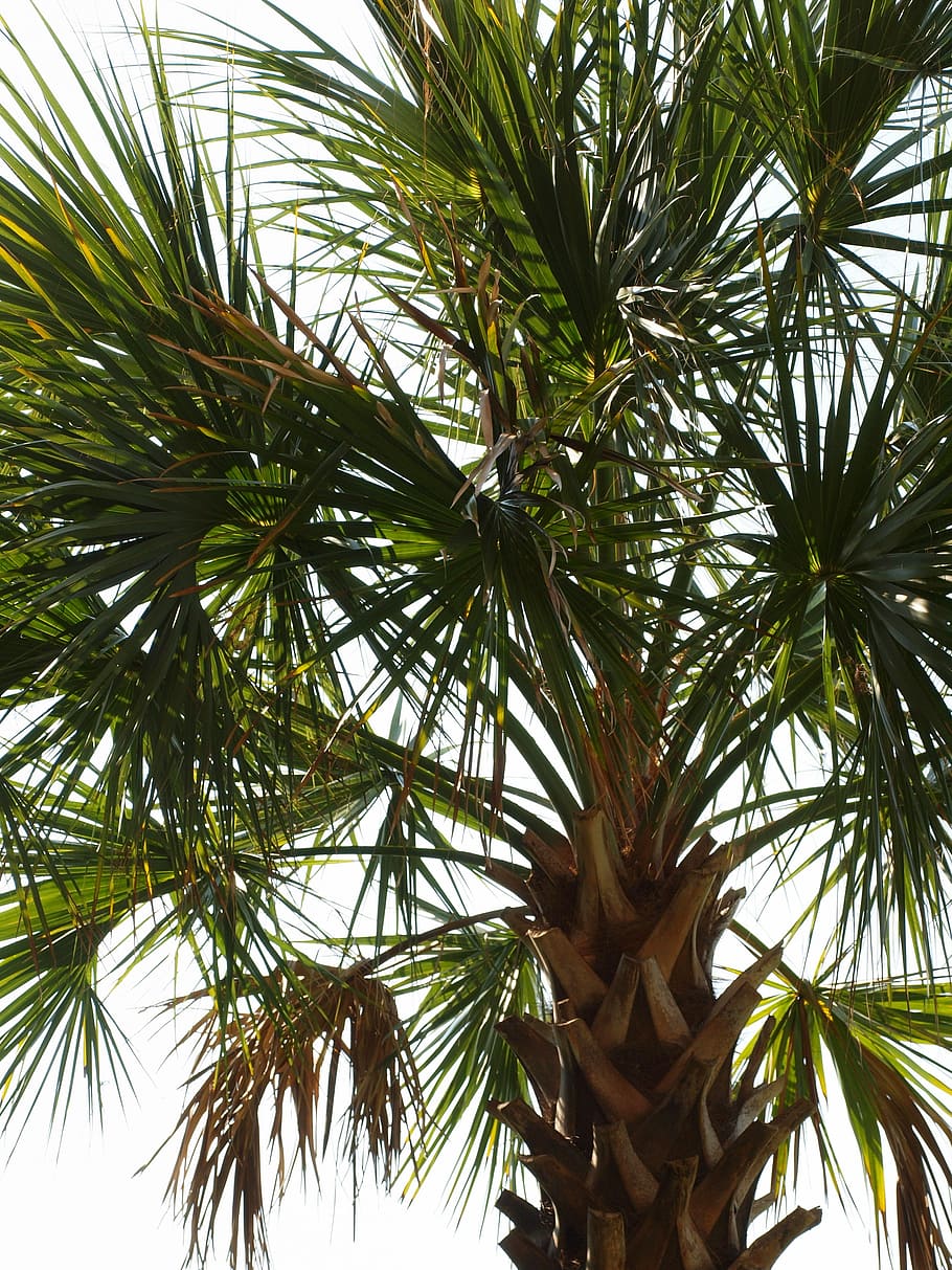 Palm Tree, Tropical, Tree, Frond, plant, low angle view, nature HD wallpaper