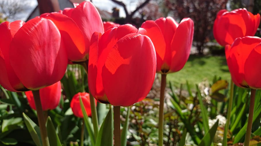 Tulips, Spring, Blossom, Bloom, red, flower, plant, nature HD wallpaper