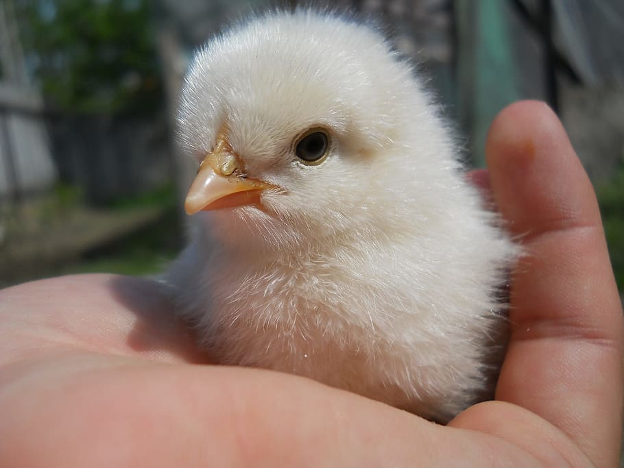 chicken, nature, animals, stretched, innocence, beauty, light HD wallpaper