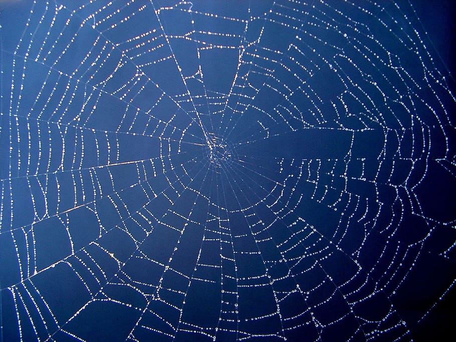 close up photo of spider web, net, grid, silk, drops, dew, morning HD wallpaper