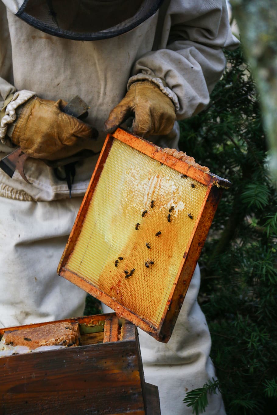 Beekeeper, Honey, Hive, Bees, Nature, insect, cell, swarm, beekeeping