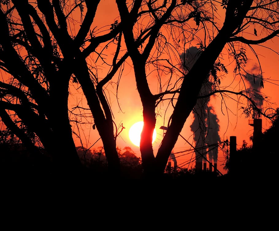 trees, pollution, sol, sunset, against light, silhouette, plant, HD wallpaper